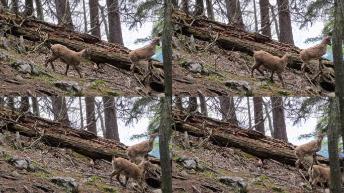 奥地利施蒂利亚州Mixnitz附近Roethelstein附近的小山羊。格拉泽伯兰的森林景观。自然栖
