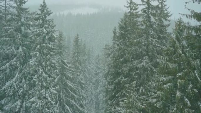 雪落在森林里。冬季狼场
