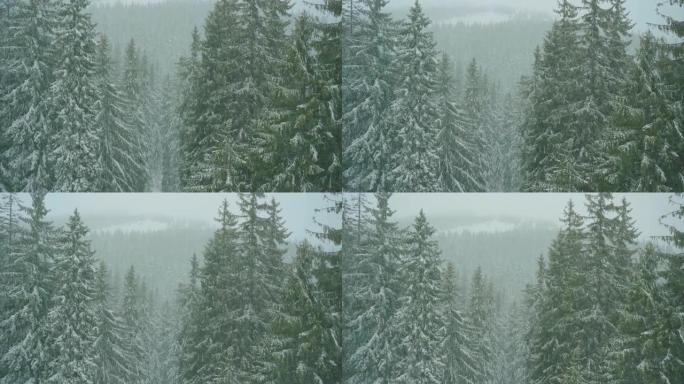 雪落在森林里。冬季狼场