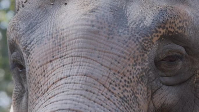 游客在动物园喂食时的眼睛大象特写