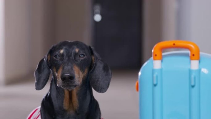 穿着条纹t恤的黑色和生姜腊肠犬坐在打包的轮子上的手提箱附近，等待假期特写