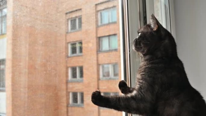 猫试图捕捉窗外的苍蝇
