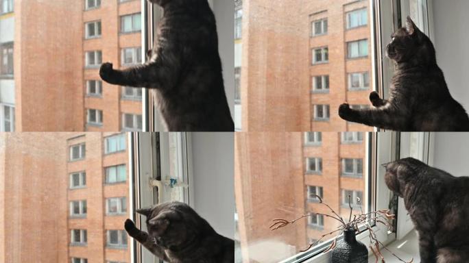 猫试图捕捉窗外的苍蝇