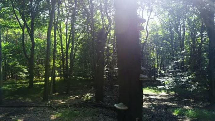 森林全景。绿色和野生林地的惊人无人机拍摄。夏季充满活力的绿色森林和树木的鸟瞰图。无人驾驶飞机在森林的