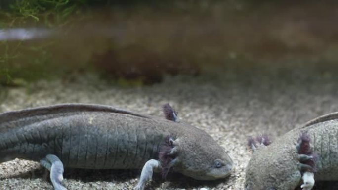 水族馆沙质底部的阿索洛特墨西哥步行鱼Ambystoma Mexicanum