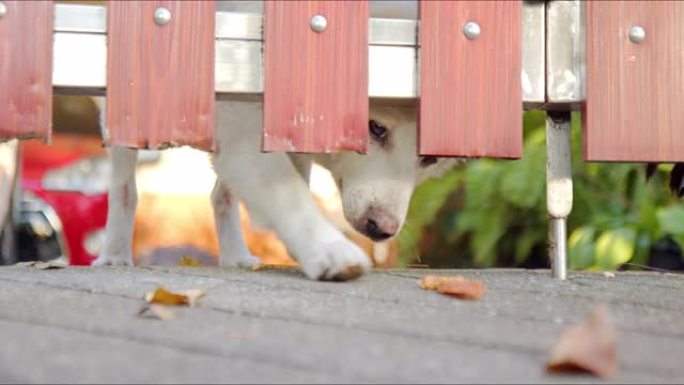 饥饿的泰国邦科狗偷一个人留下的食物。聪明的犬用爪子将鸡块靠近嘴，用下巴捡起食物。坏狗的破坏行为。