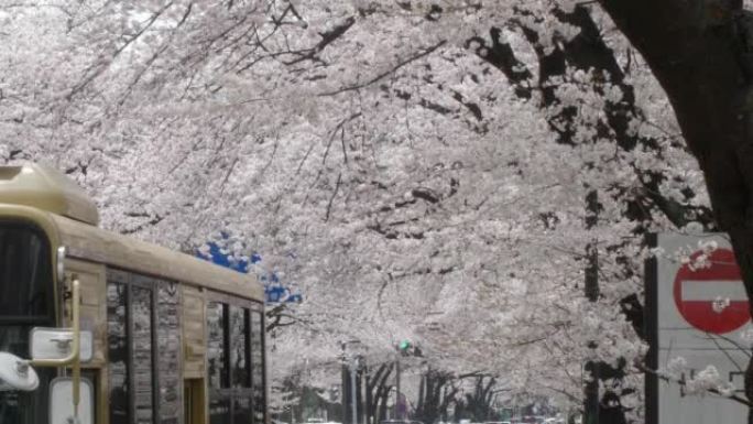 日本街头樱花樱花树