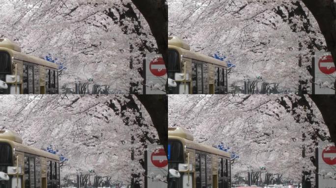 日本街头樱花樱花树