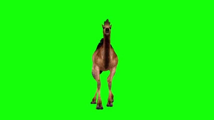 骆驼在绿屏上行走股票视频