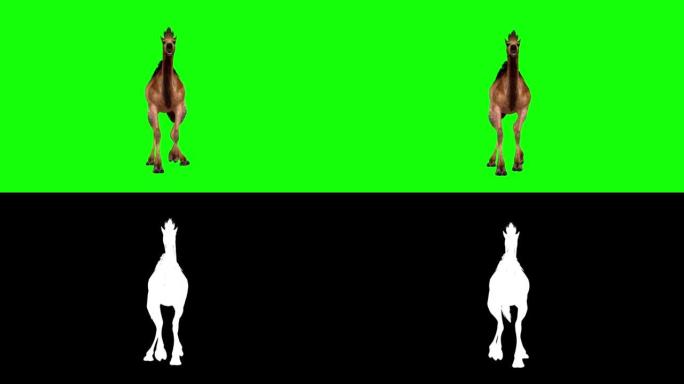 骆驼在绿屏上行走股票视频