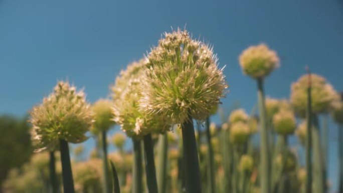 大葱的花蕾在风中摇摆，在蜜蜂飞翔的晴天。在花园里种葱。农业概念