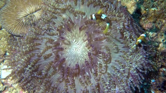 尼莫在软珊瑚上玩捉迷藏。小丑鱼或海葵，它们附着在珊瑚礁表面。在互惠关系中，两个物种都受益。