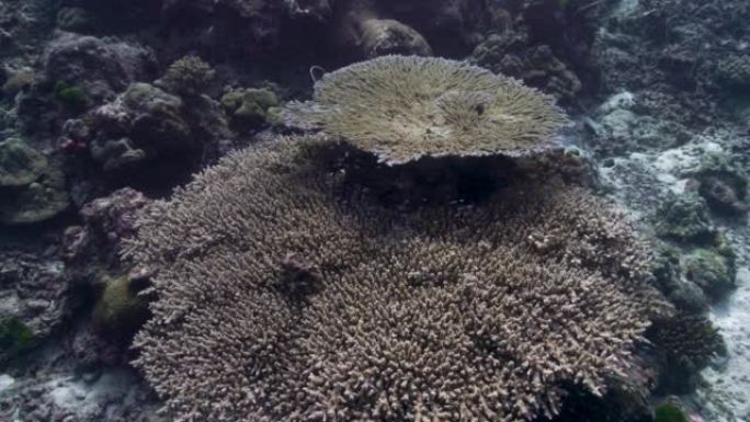 大型餐桌珊瑚 (Acropora) 圣诞点明兰泰国
