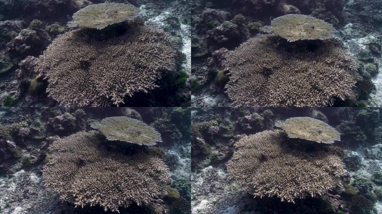 大型餐桌珊瑚 (Acropora) 圣诞点明兰泰国