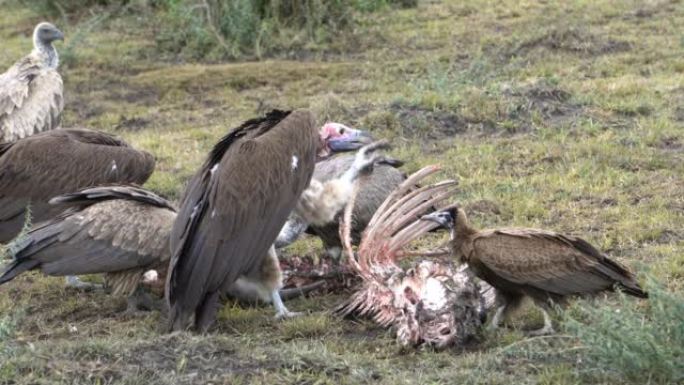 一只面对着秃鹰的秃鹰抓住肋骨来吃肉。
