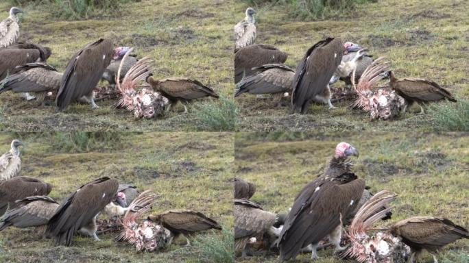 一只面对着秃鹰的秃鹰抓住肋骨来吃肉。