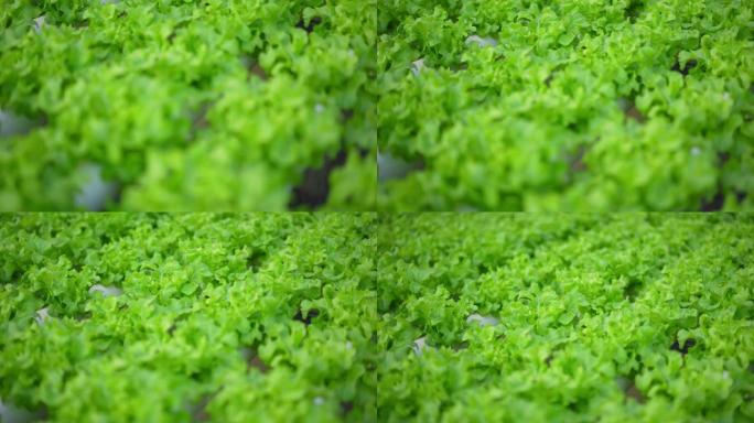 一排排新鲜多汁的植物生长在现代生态水培农场，花园床上。健康、生态友好的均衡饮食理念，富含维生素。农业