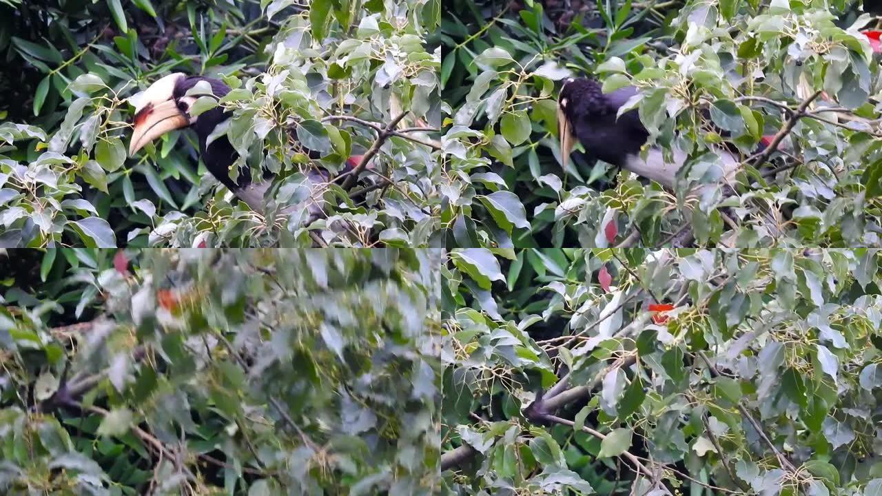 在森林中吃着树木上的种子的东方犀鸟炭疽犀鸟的特写镜头。该物种的另外两个常见名称是Sunda pied