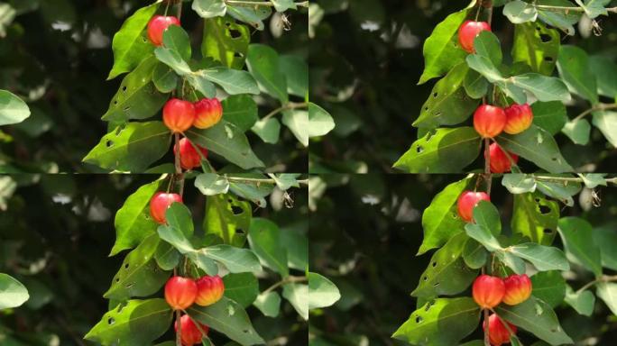 关闭热带水果Pitanga (eugenia uniflora) 苏里南樱桃，卡宴樱桃在花园里的树上