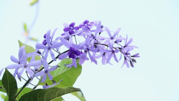 美丽的紫色花环 (Petrea Volubilis) 或女王的花环，花园中装饰的砂纸藤蔓。在家布置花