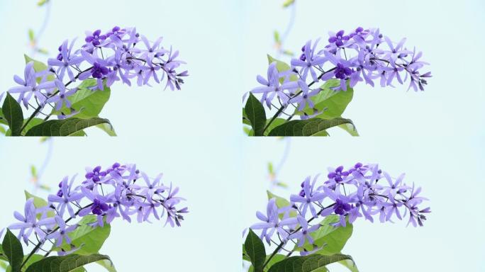美丽的紫色花环 (Petrea Volubilis) 或女王的花环，花园中装饰的砂纸藤蔓。在家布置花