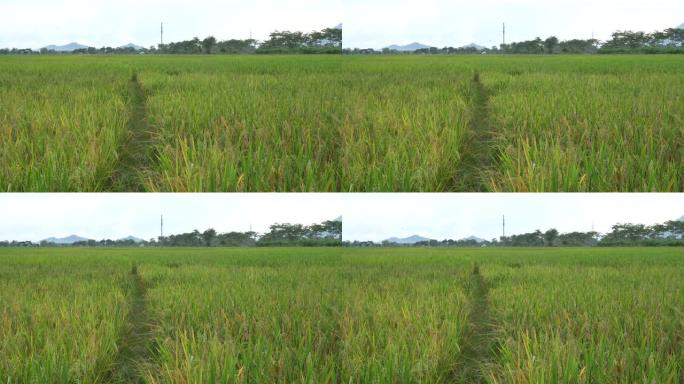 加兰甘观看印度尼西亚天然稻田的视频。平静而安静的稻田里有鸟儿飞过。