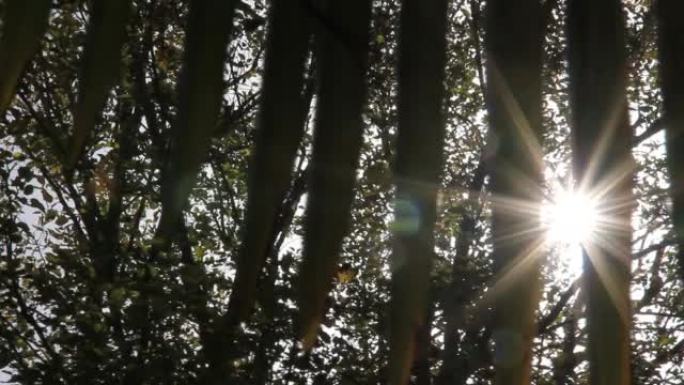 棕榈秋叶之间的阳光
