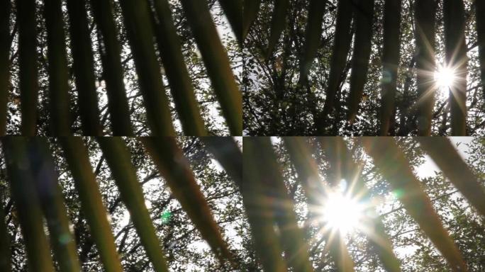 棕榈秋叶之间的阳光