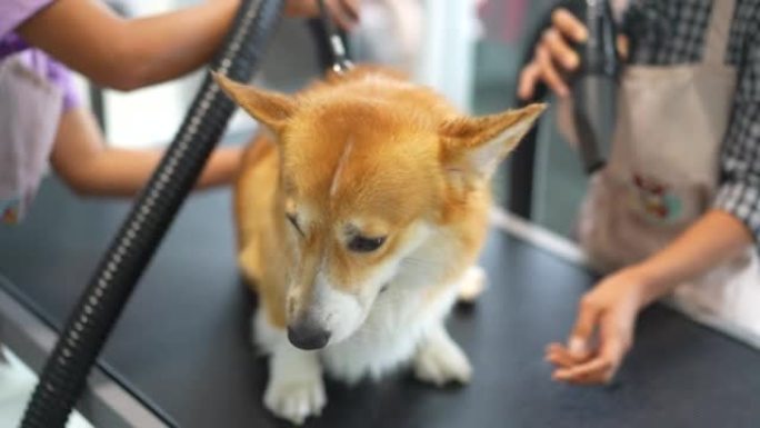 柯基犬有淋浴水疗、按摩和吹风机