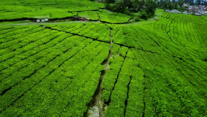 印度尼西亚西爪哇省苏邦高地鲜茶种植园山谷的鸟瞰图。4k分辨率的专业拍摄