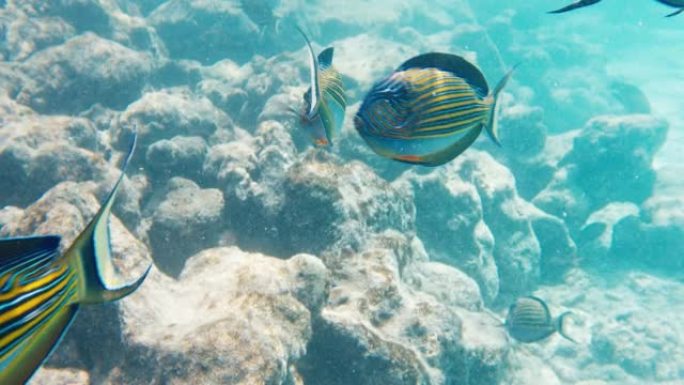 衬线鱼，Acanthurus lineatus，在马尔代夫热带海域的浅水区游泳