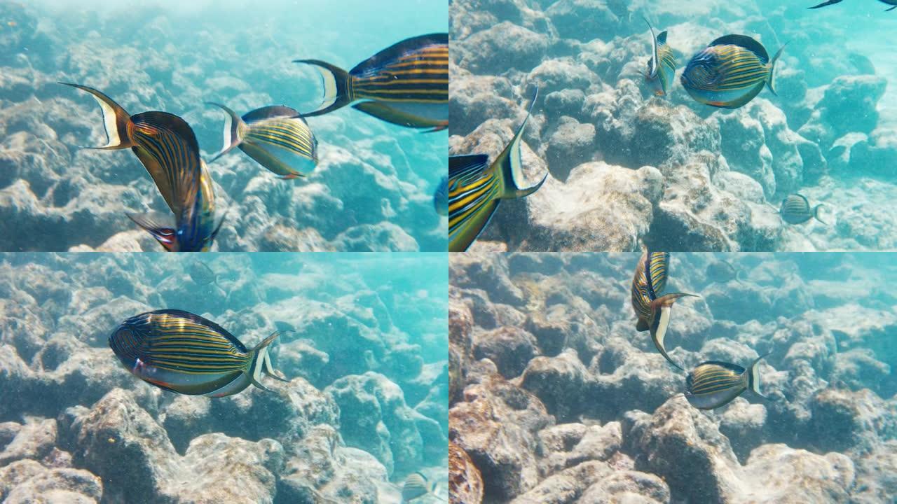 衬线鱼，Acanthurus lineatus，在马尔代夫热带海域的浅水区游泳