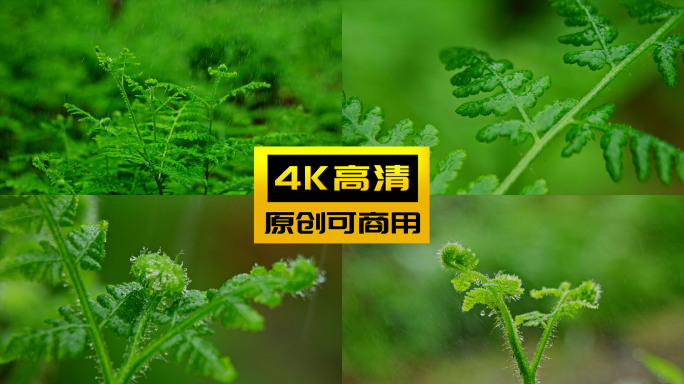 4K微观植物原始森林雨后绿植微距水滴