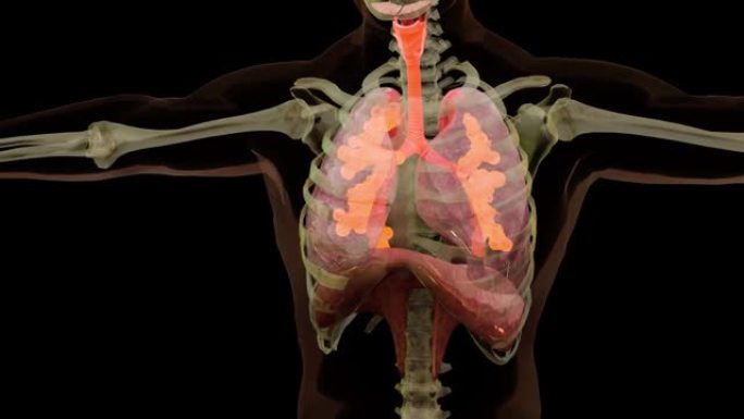 人体呼吸系统肺解剖动画概念。可见肺，肺通气，气管，逼真的高质量3d医学动画