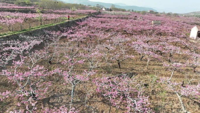 济南仲宫泉泸村万亩桃花盛开