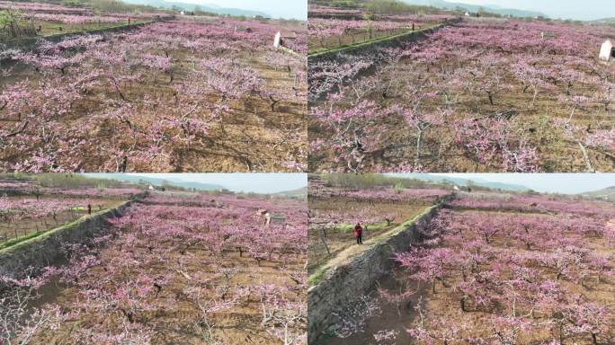 济南仲宫泉泸村万亩桃花盛开