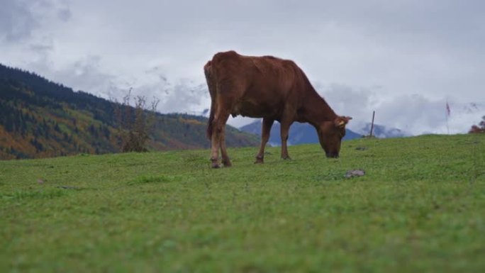 一头牛在山里吃草农村牦牛黄牛水牛养殖奶牛