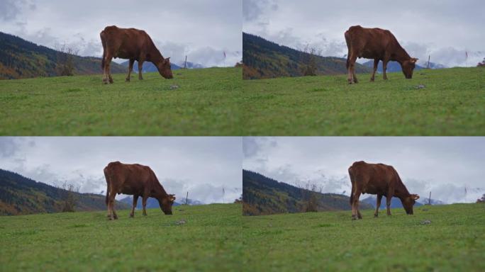 一头牛在山里吃草农村牦牛黄牛水牛养殖奶牛