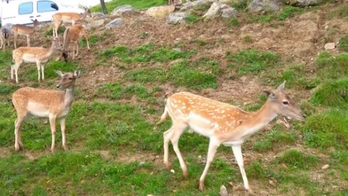 年轻的棕色有趣的鹿在绿色的牧场上行走，捏草