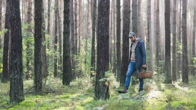 蘑菇采摘者在日出时在树林里行走，光线穿过树枝照亮脸男人拿着小刀和篮子，他正在仔细地寻找牛肝菌
