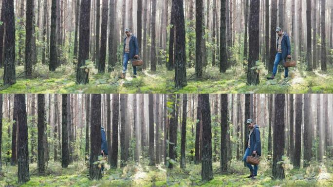 蘑菇采摘者在日出时在树林里行走，光线穿过树枝照亮脸男人拿着小刀和篮子，他正在仔细地寻找牛肝菌