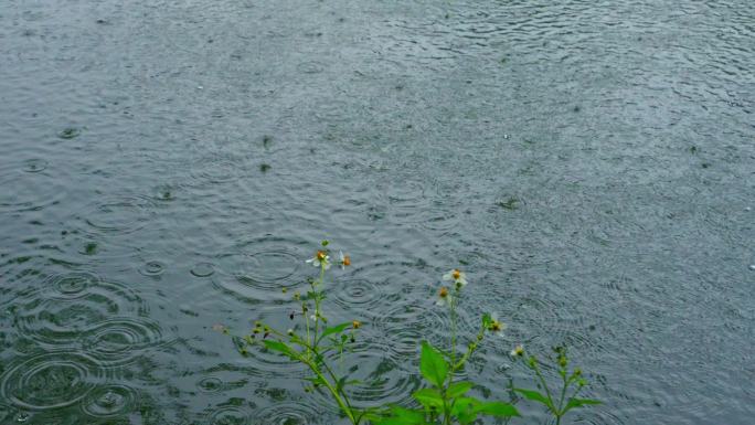 春天广州公园湖畔雨水落在湖水中泛起涟漪