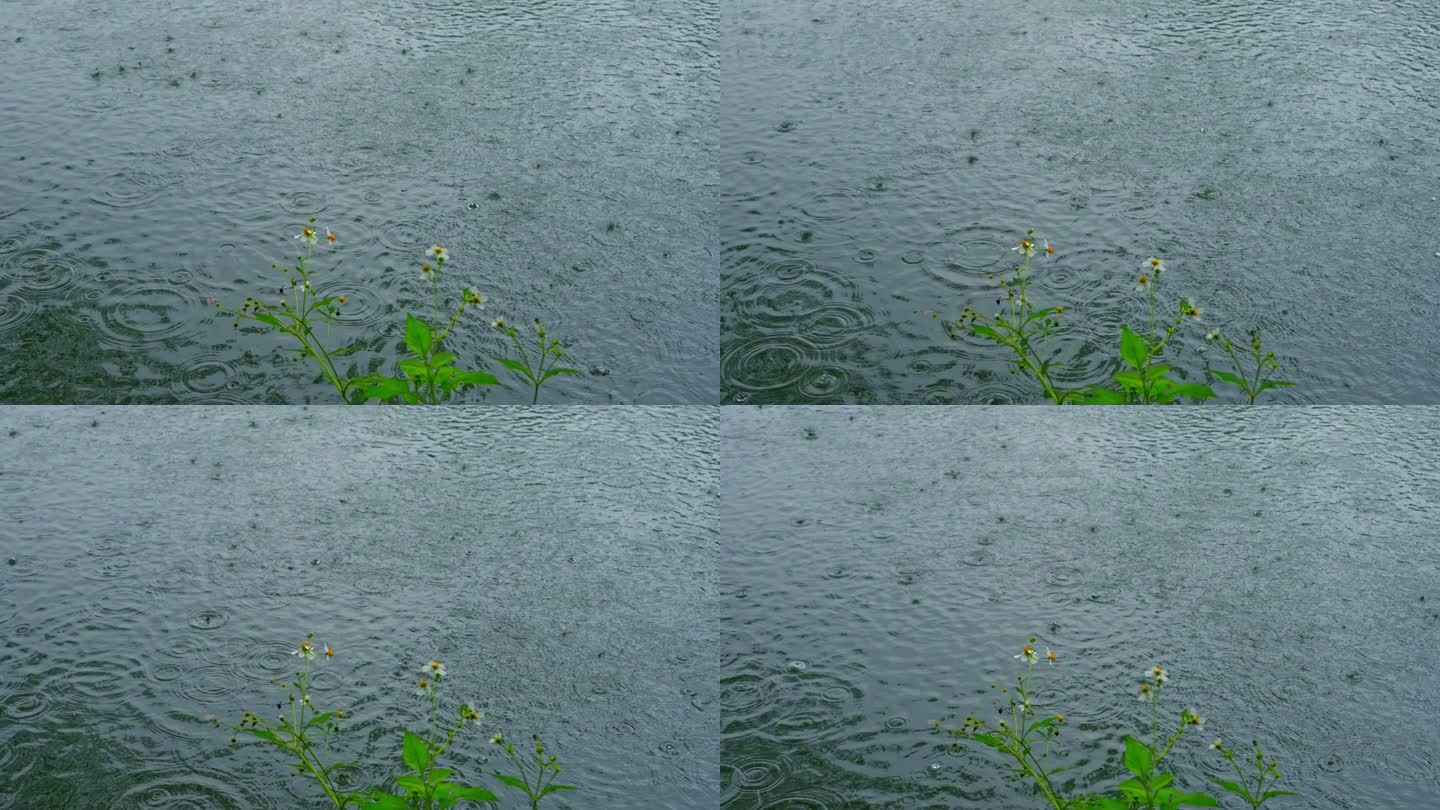 春天广州公园湖畔雨水落在湖水中泛起涟漪