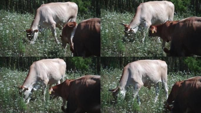 牛和小牛在充满花朵的田野中免费进食