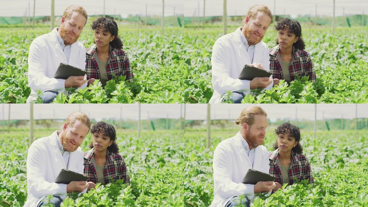 4k视频片段，一个年轻的男人和女人在检查农场的农作物时使用数字平板电脑