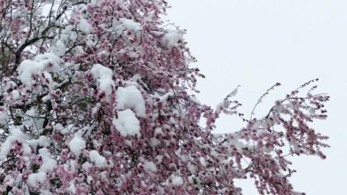 4月的降雪