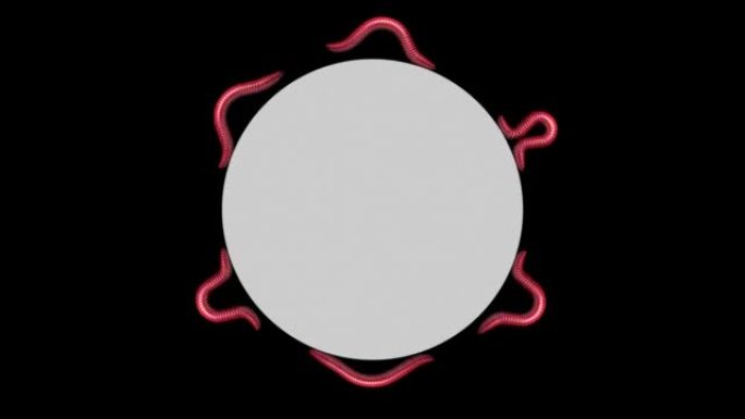 灰色圆圈上的蠕虫，循环3D动画