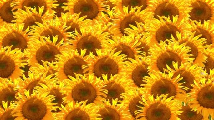 向日葵田野拼贴，随风移动的黄色花头。亮橙色植物作为农业领域。具有自然背景的有机植物