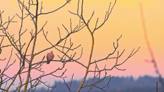 冬天日出时在树上鸽子