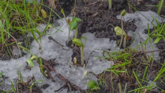 融化的雪和暴露绿草和植物芽的慢动作宏观镜头